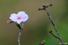 清水公園