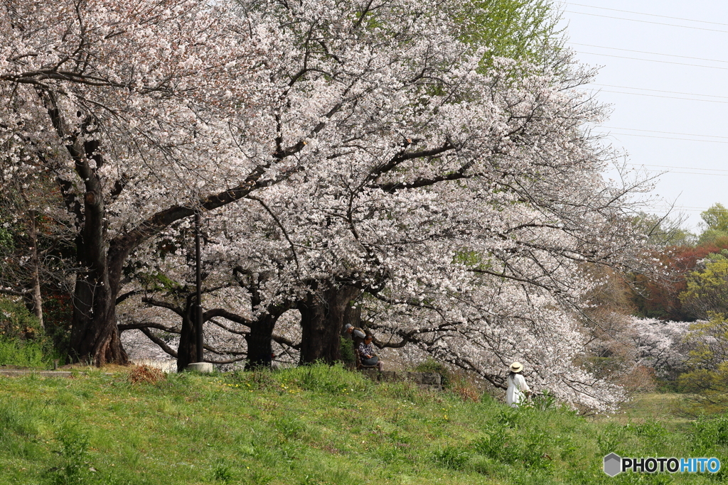 大宮公園　さくら　その１