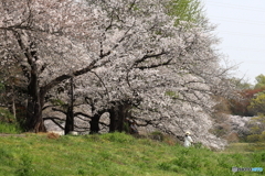 大宮公園　さくら　その１