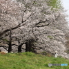 大宮公園　さくら　その１