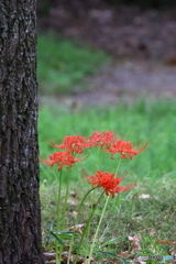 岩槻公園 曼殊沙華 その４