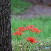 岩槻公園 曼殊沙華 その４