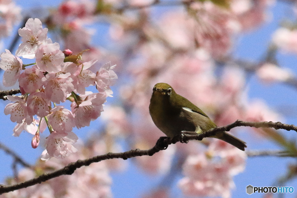 河津桜とメジロ