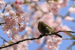 河津桜とメジロ