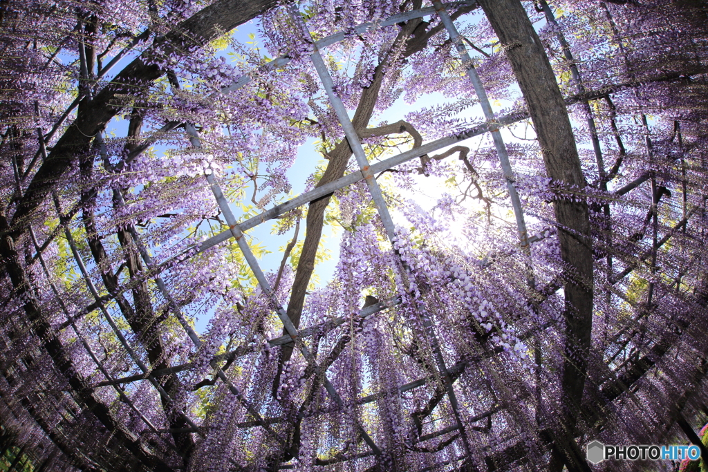 玉敷神社 大藤