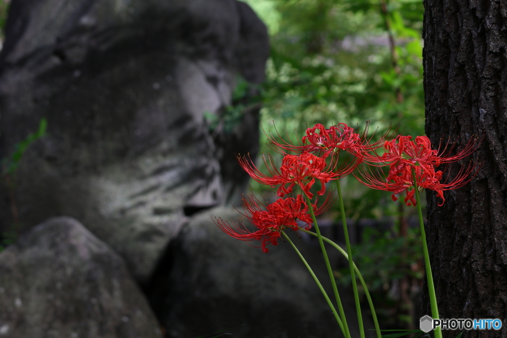 岩槻公園 曼殊沙華 その２
