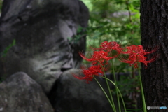 岩槻公園 曼殊沙華 その２