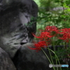岩槻公園 曼殊沙華 その２