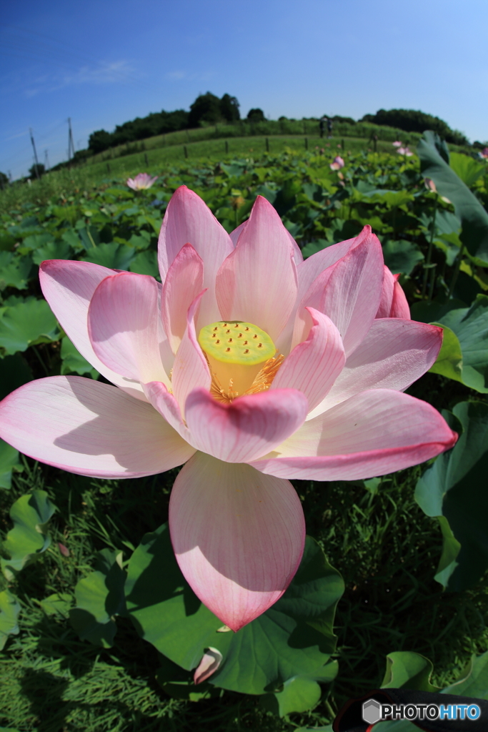 内牧黒沼公園　蓮の花