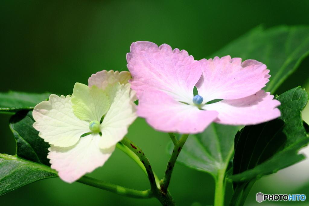紫陽花　その３