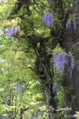 玉敷神社　藤