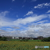 向日葵