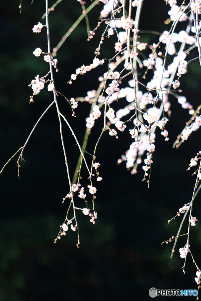 梅の花