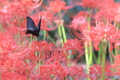クロアゲハと曼殊沙華