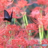 クロアゲハと曼殊沙華