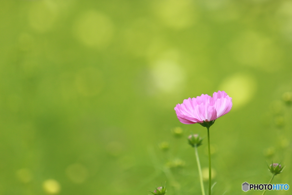 秋桜