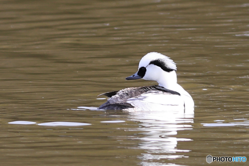 ミコアイサ（パンダガモ）その９