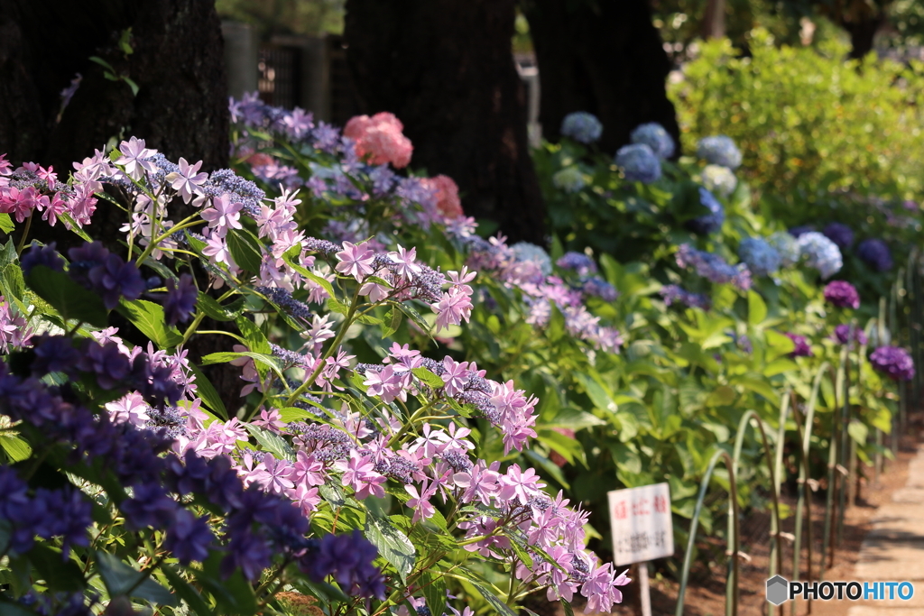 西新井大師　紫陽花