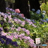 西新井大師　紫陽花