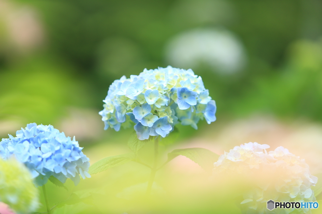 本土寺　紫陽花　その2