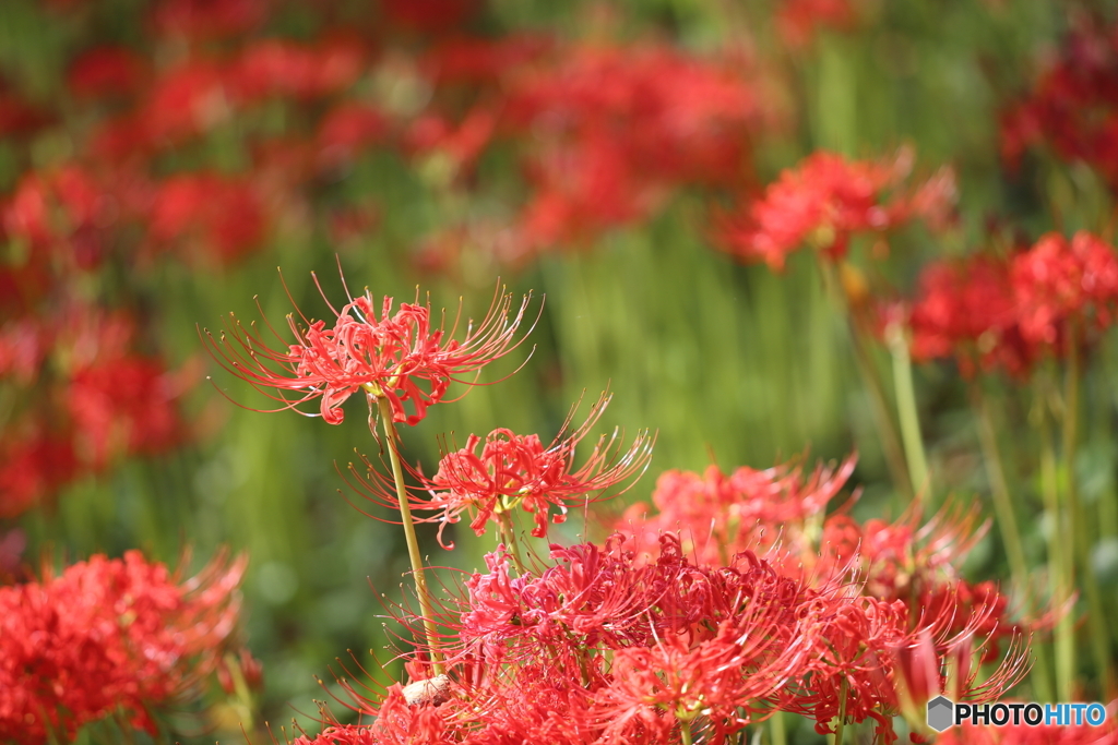 権現堂　曼殊沙華