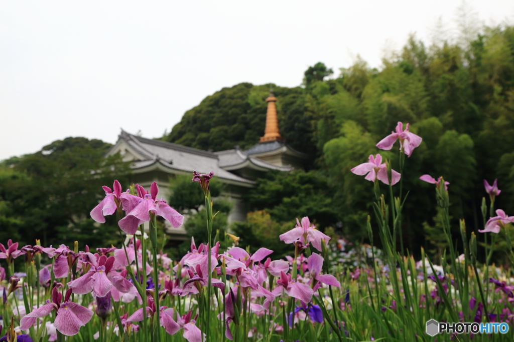 本土寺　紫陽花　菖蒲