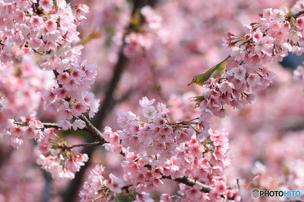 桜とメジロ　その５