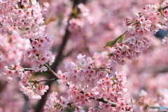 桜とメジロ　その５