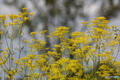 黄色の花