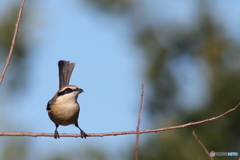 百舌鳥