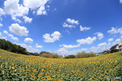青空と雲と向日葵と　その３