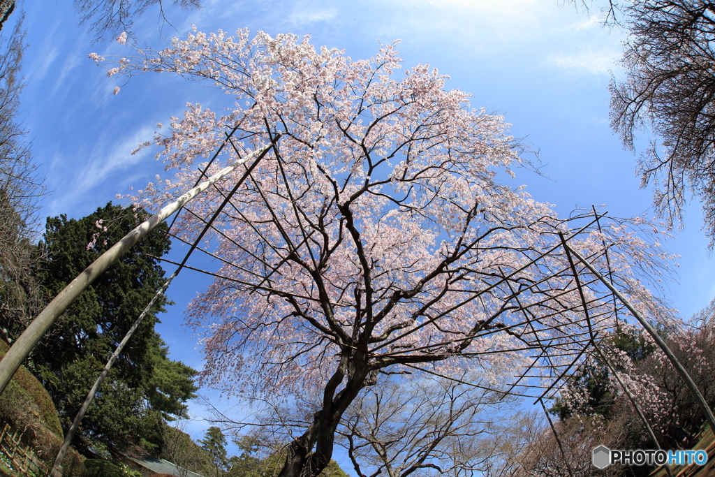 清水公園　枝垂れ桜