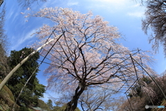 清水公園　枝垂れ桜