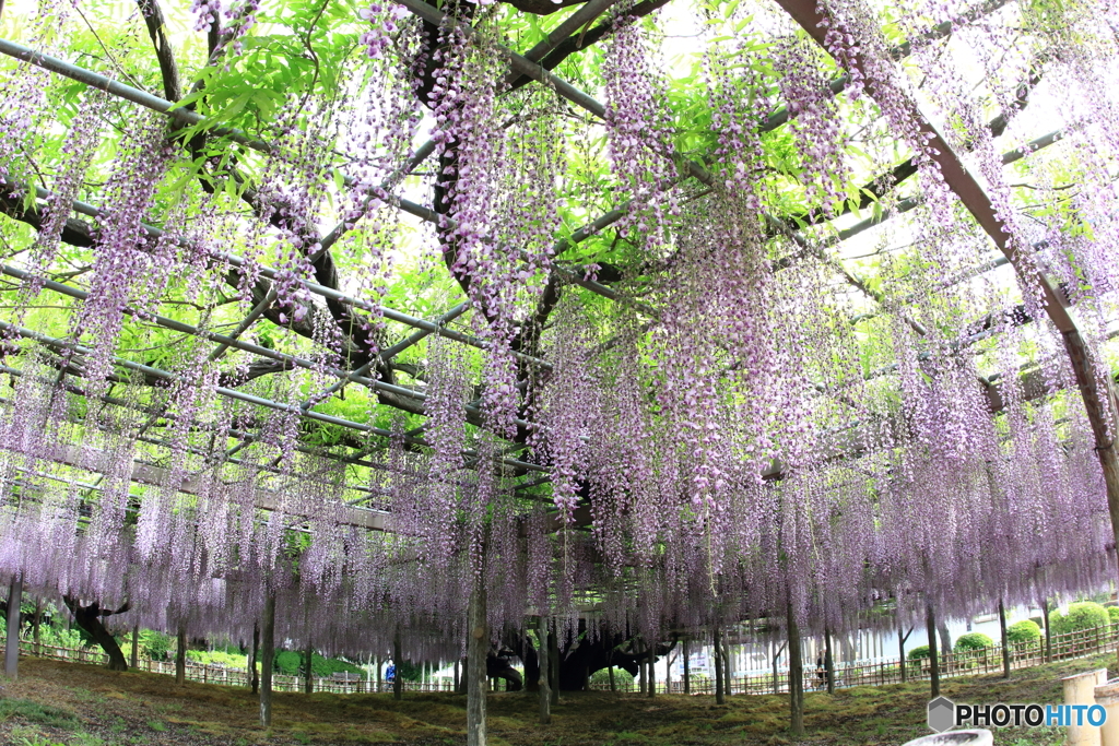 玉敷神社の藤 樹齢約400年