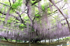 玉敷神社の藤 樹齢約400年