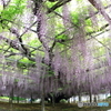 玉敷神社の藤 樹齢約400年