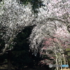 清水公園　梅まつり