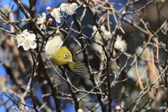 ウメジロウ　その３