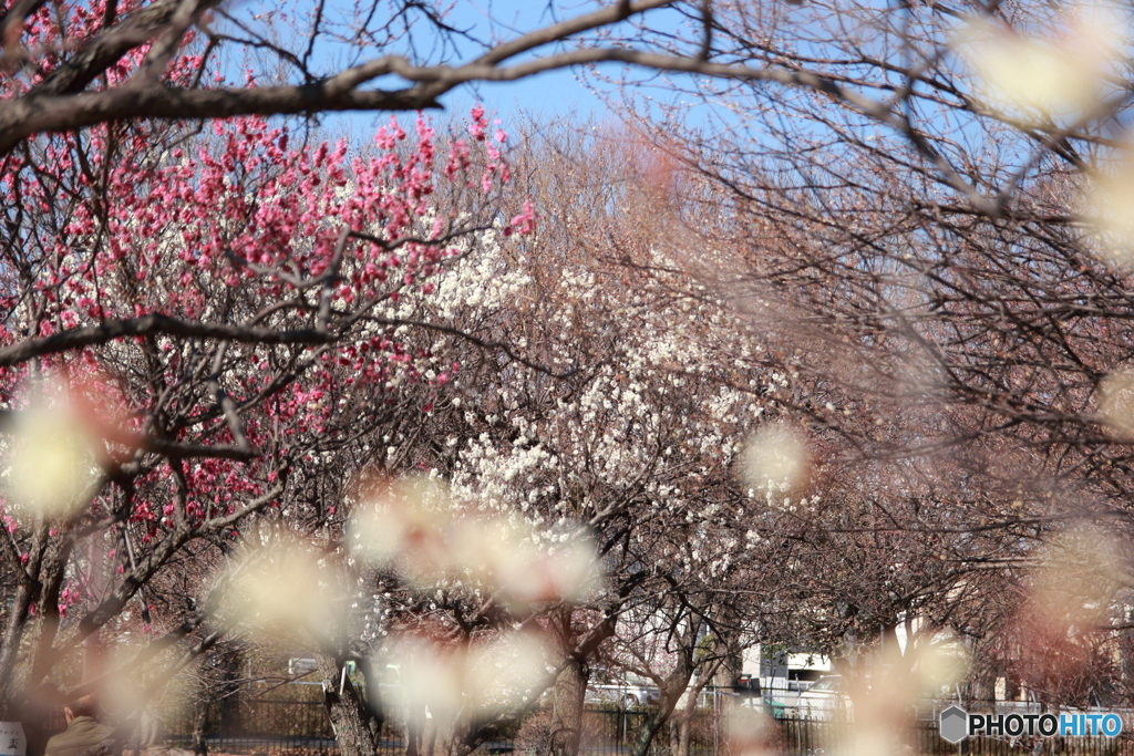 大宮公園の梅園にて