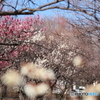 大宮公園の梅園にて