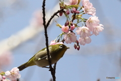 河津桜とメジロ