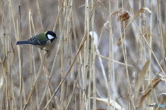 シジュウカラ