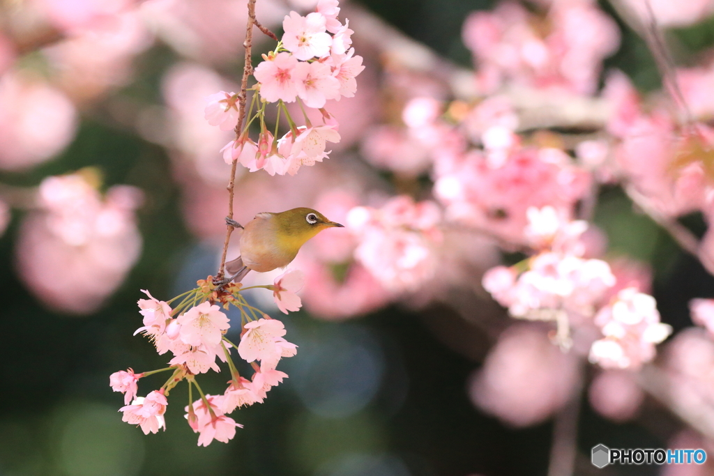 桜とメジロ