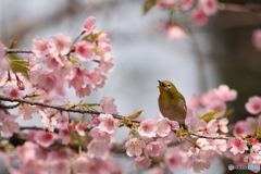 桜とメジロ　その１