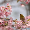 桜とメジロ　その１