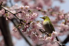 河津桜とメジロ