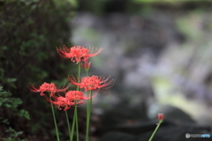 曼殊沙華