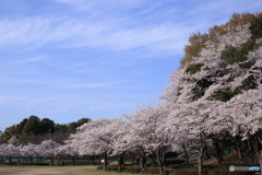 桜のある風景