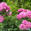 紫色の薔薇