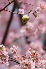 桜とメジロ　その７